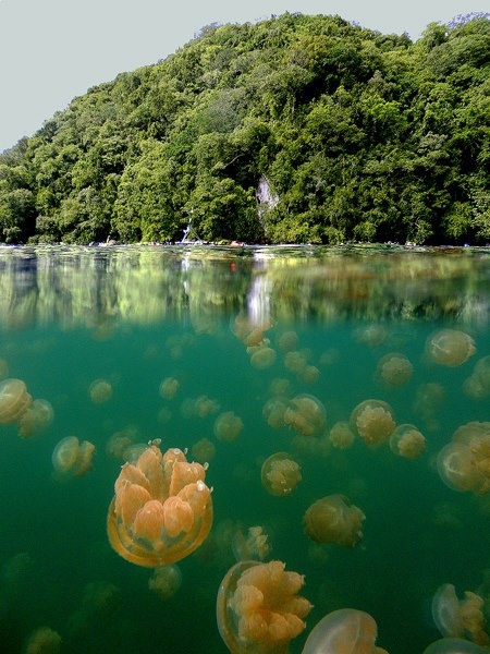 Jelly Fish Lake at Palau island nation in the Pacific Ocean